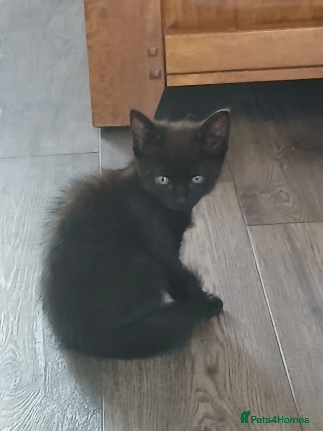 Mixed Breed cats for sale: 2 9 week old kittens looking for new homes! - Advert 2