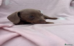Dachshund dogs for sale: Beautiful dachshund looking for there forever home - Image 7