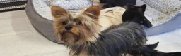 Yorkshire Terrier dogs for sale: Yorkshire Terrier puppies  from Licensed Breeder  - Advert 6
