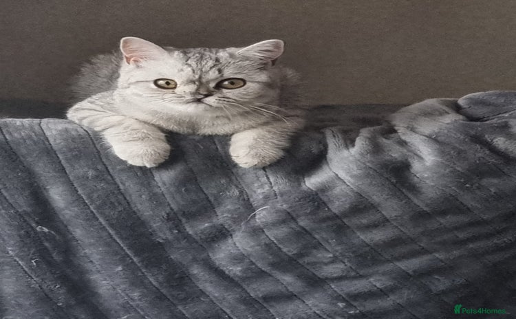 British Shorthair cats - Advert 8