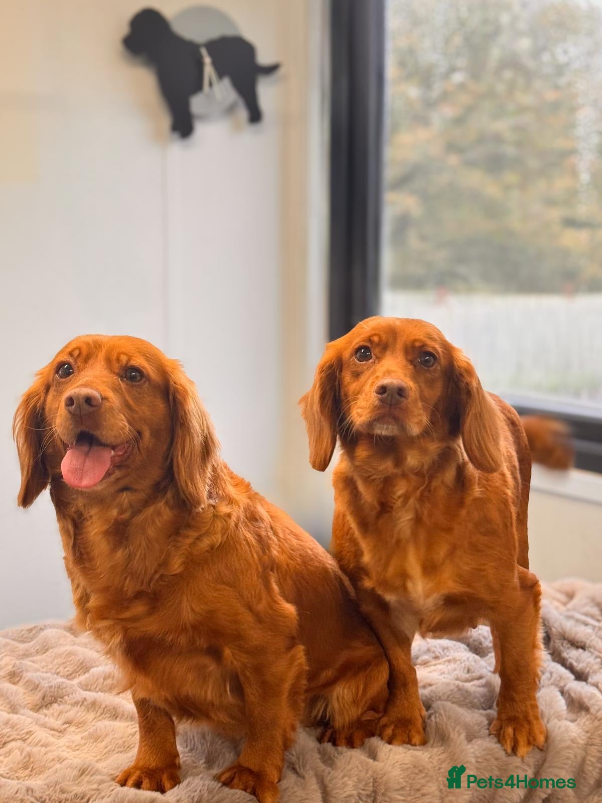 Cocker Spaniel dogs 2 stunning working cocker girls  - Advert 4