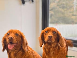 Cocker Spaniel dogs 2 stunning working cocker girls - Advert 1