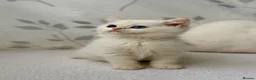 British Shorthair cats for sale: 🐾Golden British Shorthair Kittens🐾 - Advert 25