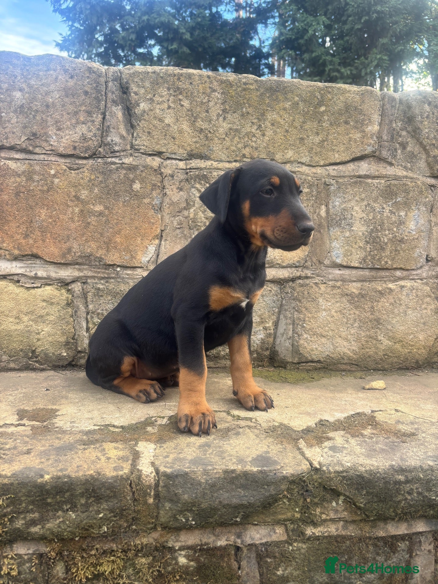 Mixed Breed dogs English Bull Terrier X Doberman - Advert 11