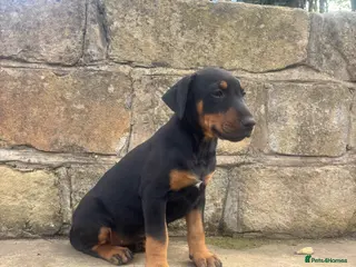 Mixed Breed dogs English Bull Terrier X Doberman - Advert 11