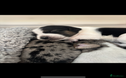 Mixed Breed dogs for sale: Unique mixed breed - Image 15