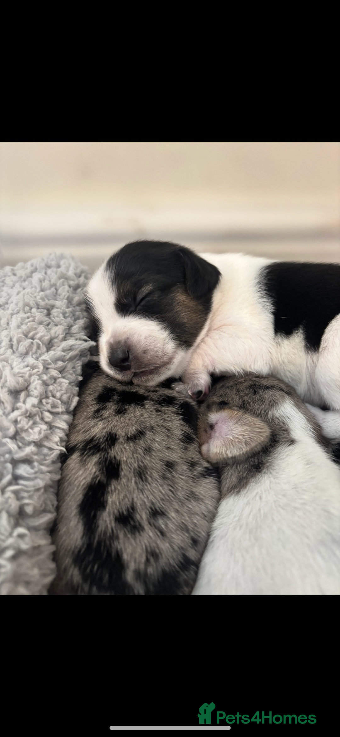 Mixed Breed dogs for sale: Unique mixed breed - Image 15