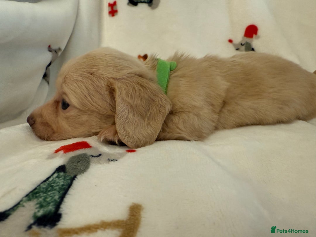 Miniature Dachshund dogs for sale: Beautiful Cream Longcoats Miniature Dachshund  - Advert 35