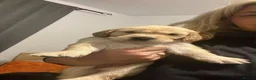 Golden Retriever dogs for sale: Golden Retriever Pups  in Doncaster - Advert 6