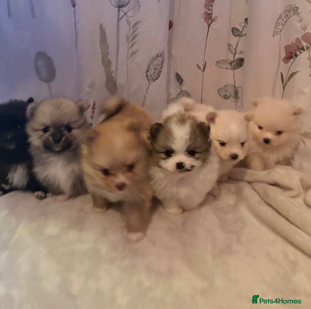 Pomeranian dogs for sale: Pomeranian Pups from Russian/ Chi Tien Champions - Advert 3