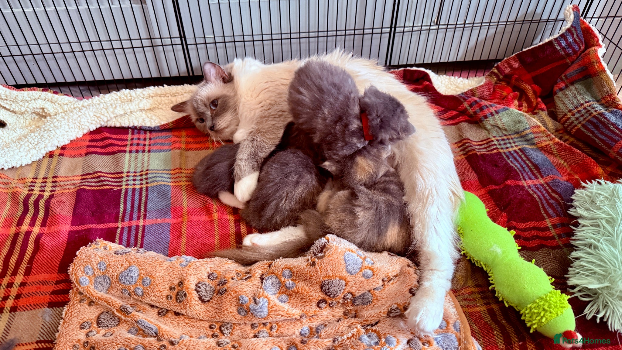 Ragcoon cats for sale: Gorgeous, fluffy litter of 6 RagCoon Kittens - Advert 2