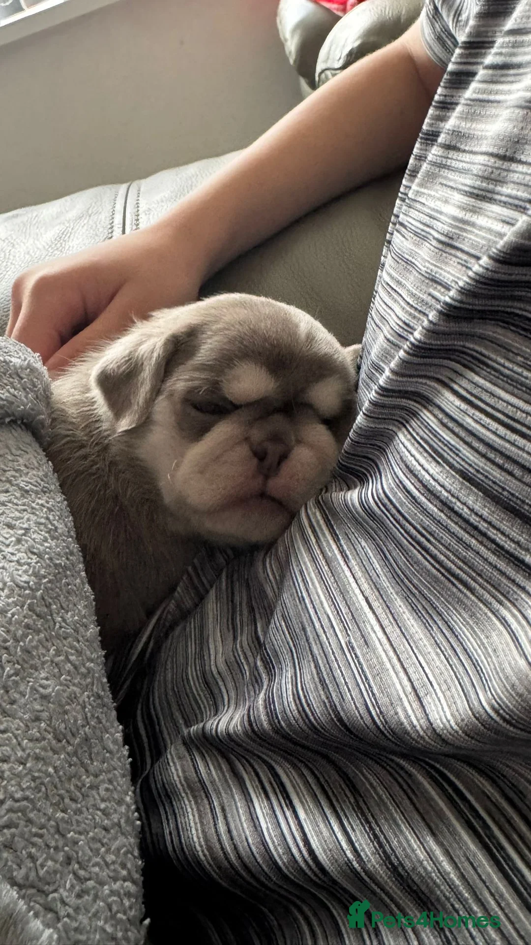 Pug dogs for sale: Pug puppies mixed litter - Advert 6