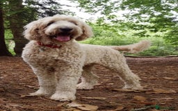 Double Doodle dogs for sale: Australian Goldendoodle puppies - Image 2