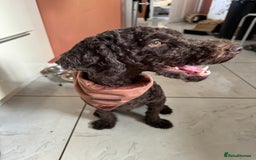 Poodle dogs for sale: 🐾 Loving Home for My Beautiful Pedigree Dog 🐾 - Image 4