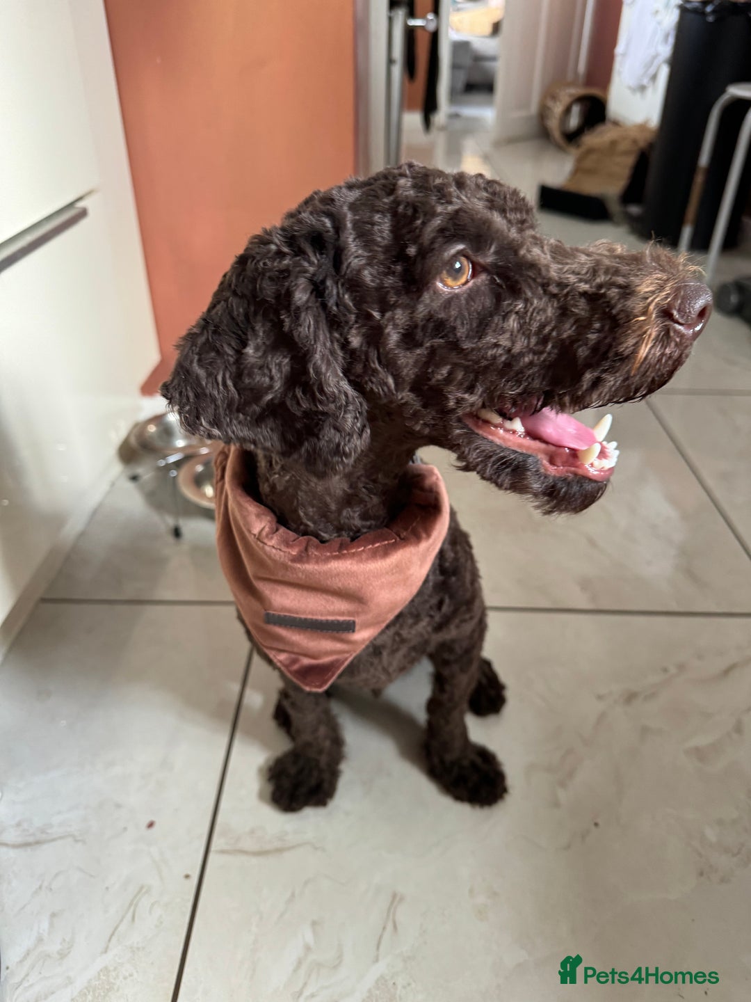 Poodle dogs for sale: 🐾 Loving Home for My Beautiful Pedigree Dog 🐾 - Image 4