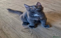 Maine Coon cats for sale: 🌟Ready now🌟 3 large Maine coons active available - Image 22