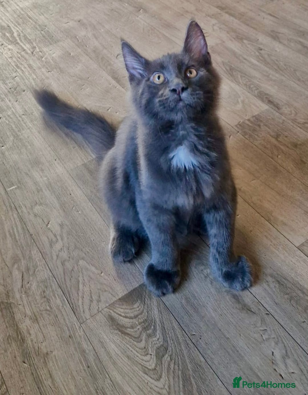 Maine Coon cats for sale: 🌟Ready now🌟 3 large Maine coons active available - Image 22
