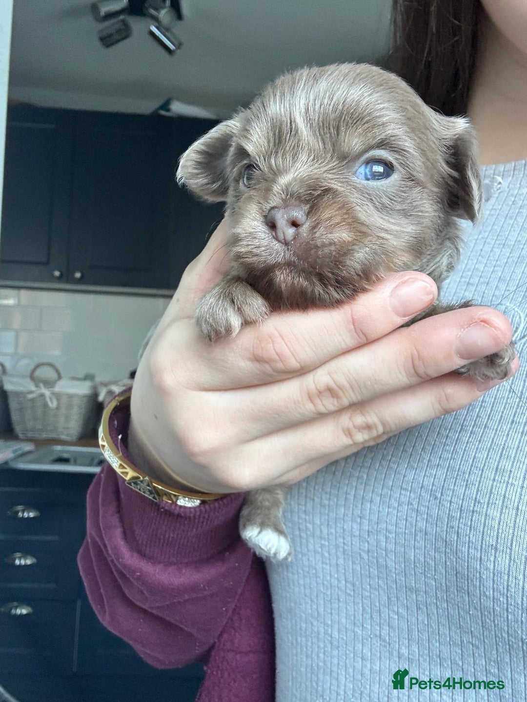 Chihuahua dogs for sale: Chihuahua pups - Advert 5