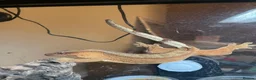 Gecko reptiles for sale: Crested Gecko and BIOACTIVE Exoterra Terrarium - Advert 16