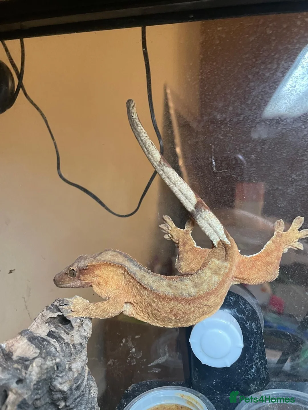 Gecko reptiles for sale: Crested Gecko and BIOACTIVE Exoterra Terrarium - Advert 16