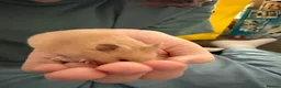 Hamster rodents for sale: Baby Syrian hamster in Mansfield - Advert 3