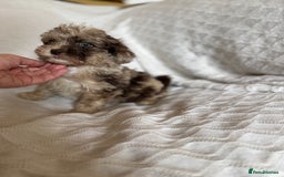 Shihpoo dogs for sale: Shipoos  - Image 8