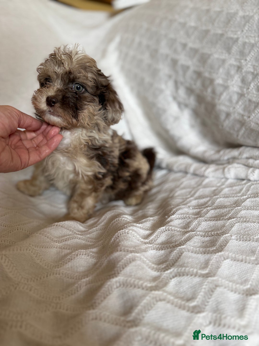 Shihpoo dogs for sale: Shipoos  - Image 8