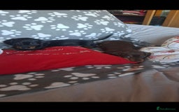 Dachshund dogs for sale: Beautiful Dachshund Puppies - Advert 30