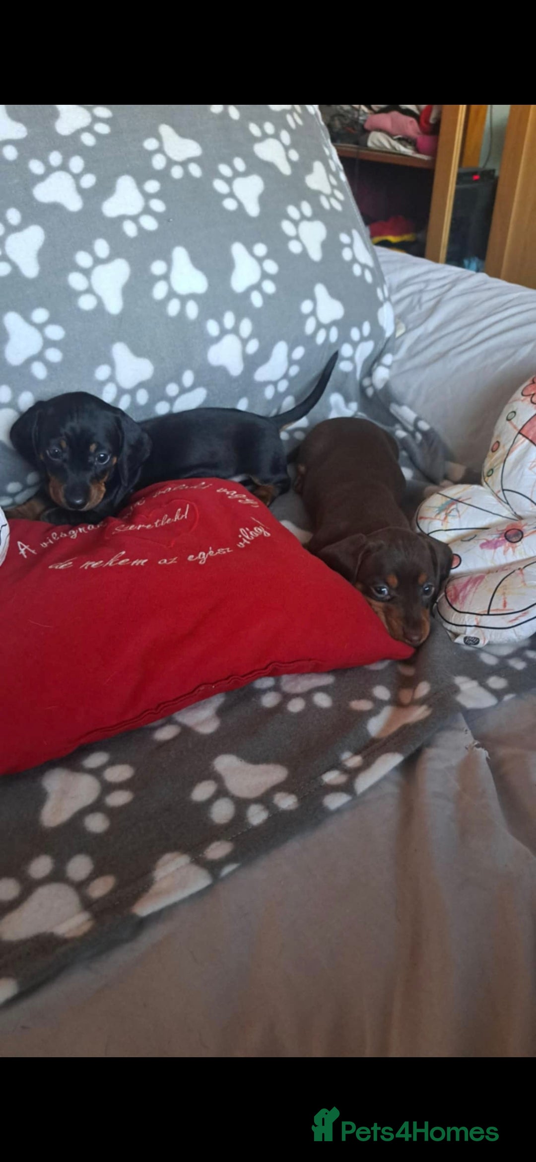 Dachshund dogs for sale: Beautiful Dachshund Puppies - Advert 30