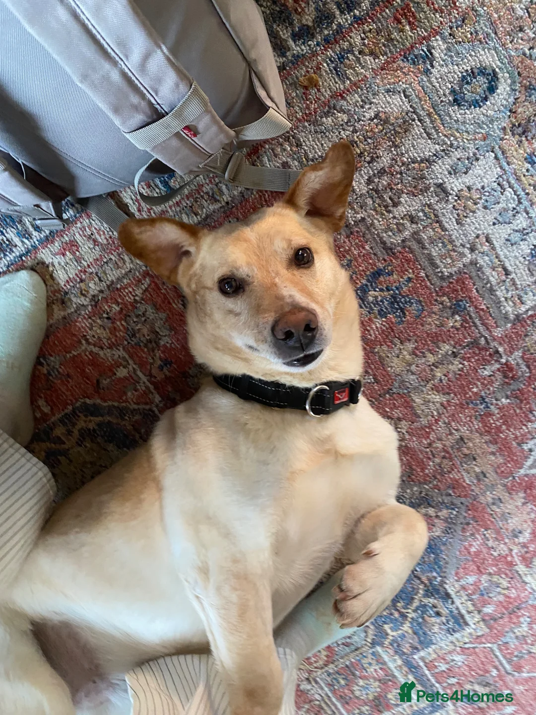 Mixed Breed dogs for sale: Freddie - Currently in Foster  - Advert 1