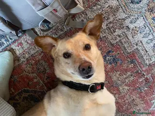 Mixed Breed dogs Freddie - Currently in Foster - Advert 2