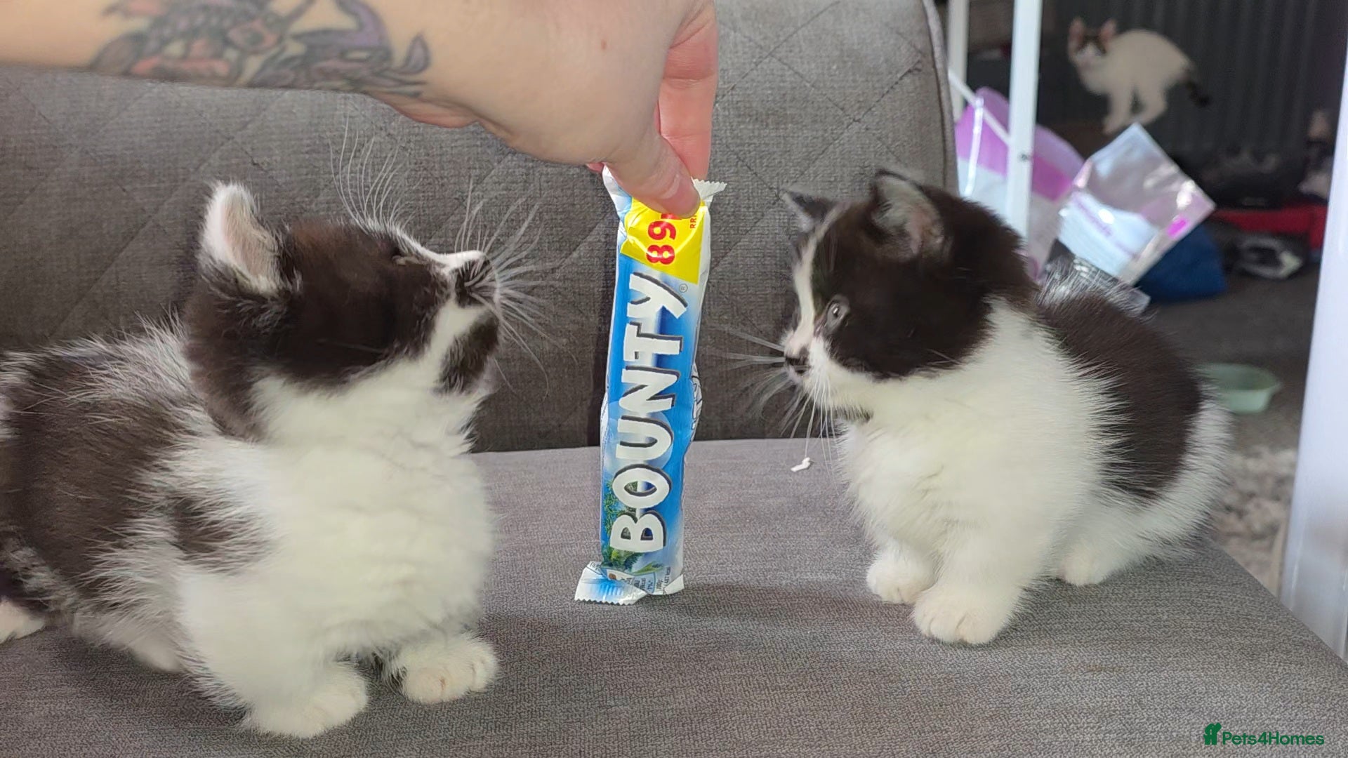 Munchkin cats Munchkin kittens - Advert 4