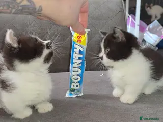 Munchkin cats Munchkin kittens - Advert 4