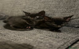 Mixed Breed cats for sale: Beautiful kittens for sale  - Image 4