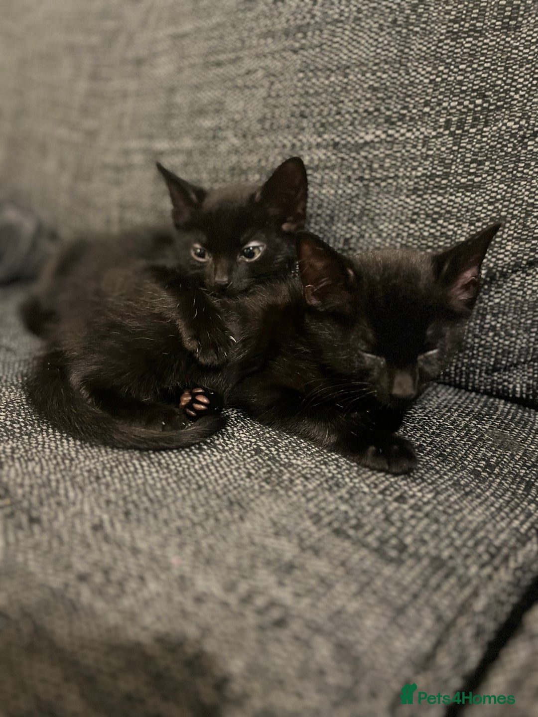 Mixed Breed cats for sale: Beautiful kittens for sale  - Image 4