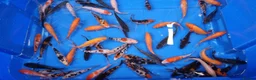 Koi Carp fish for sale: 4 to 5 inch Koi Carp mix pond fish in Chorley - Advert 6