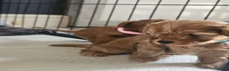 Cavapoo dogs for sale: Gorgeous F1b cavapoo's  - Advert 6
