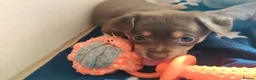 Mixed Breed dogs for sale: Dameranian Puppy for sale in Plymouth - Advert 3