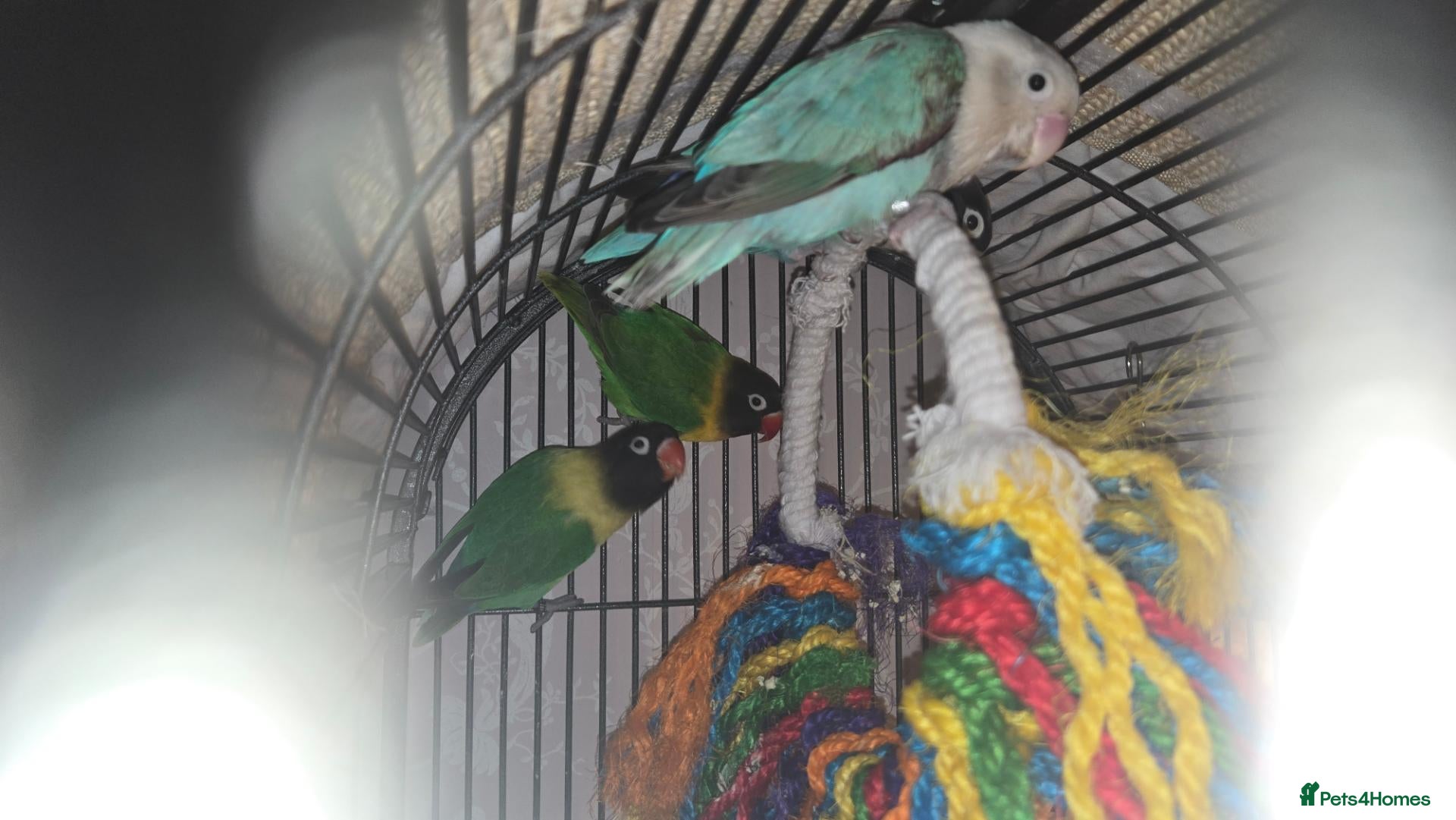 Lovebirds birds Love birds and cage  - Advert 1