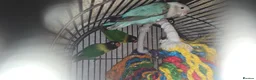 Lovebirds birds for sale: Love birds and cage  - Advert 1