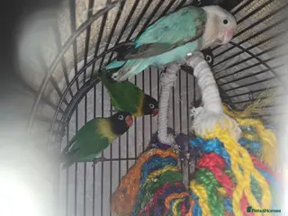 Lovebirds birds Love birds and cage - Advert 1