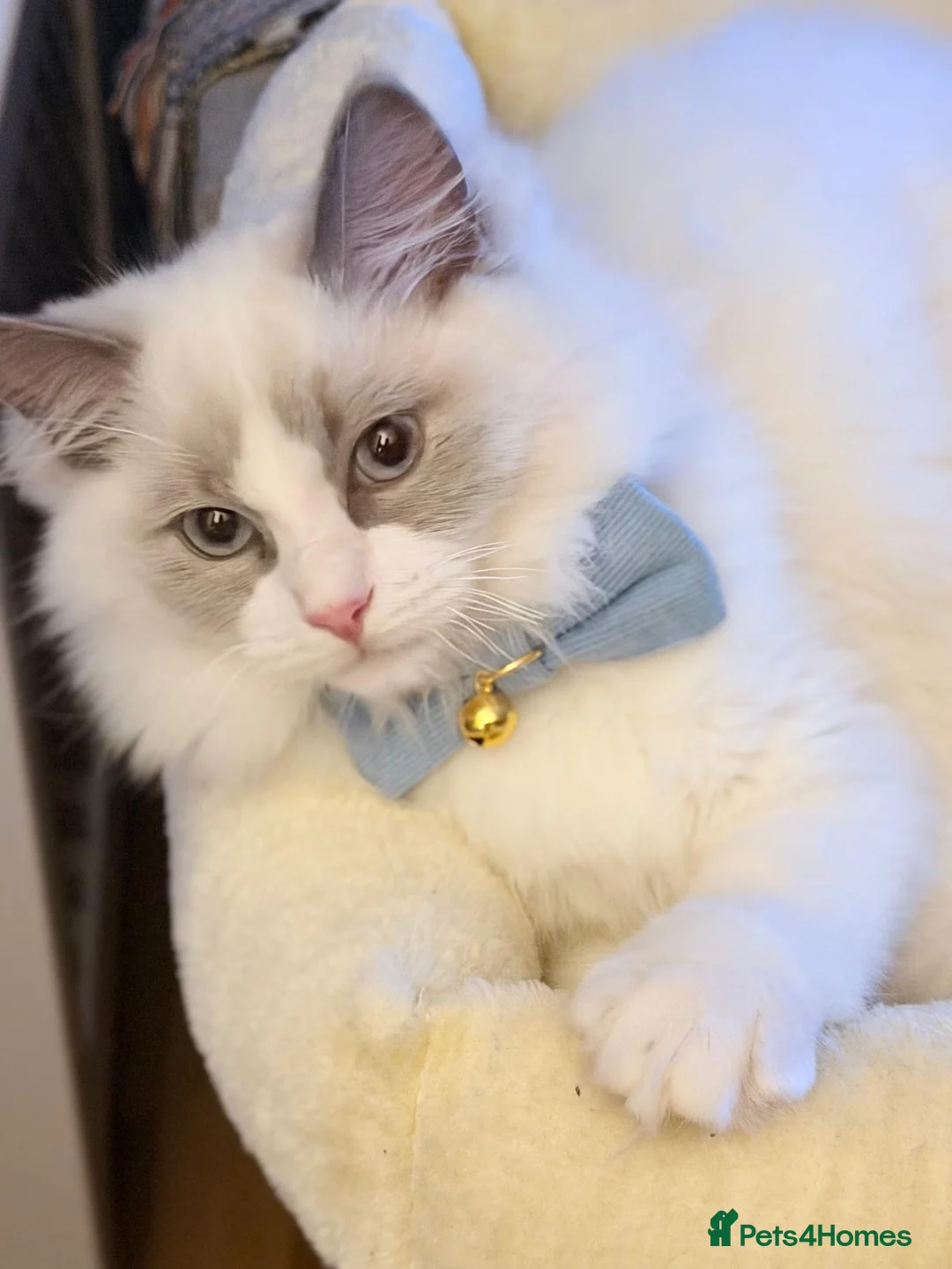 Ragdoll cats for sale: Bonded ragdoll kittens stunning blue eyed males in Birmingham - Advert 1