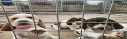 Basset Griffon Vendeen dogs for sale: Griffon grand bassets  - Advert 10