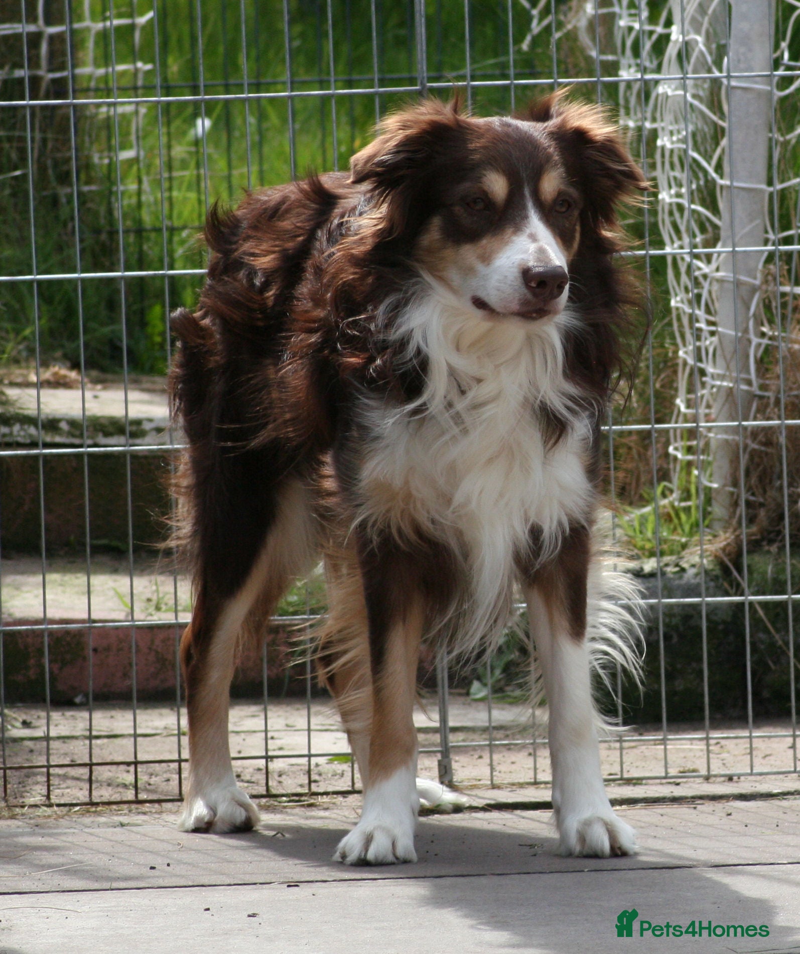 Border Collie dogs STUD. Experienced red tri Border Collie  - Advert 1