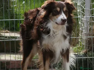 Border Collie dogs STUD. Experienced red tri Border Collie - Advert 1
