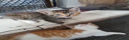 Mixed Breed cats for sale: Kitten Klub - Advert 4