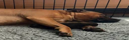Staffordshire Bull Terrier dogs for sale: 1 beautiful staffy pup - Advert 2