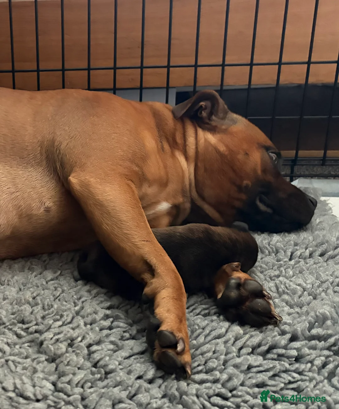 Staffordshire Bull Terrier dogs for sale: 1 beautiful staffy pup - Advert 2