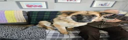 German Shepherd dogs for sale: 10 month old German shepherd  - Advert 4