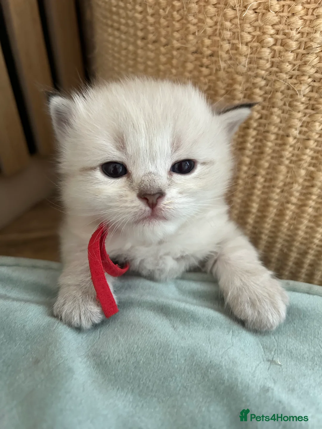 Siberian cats for sale: Siberian kittens with weekly updates  - Advert 11